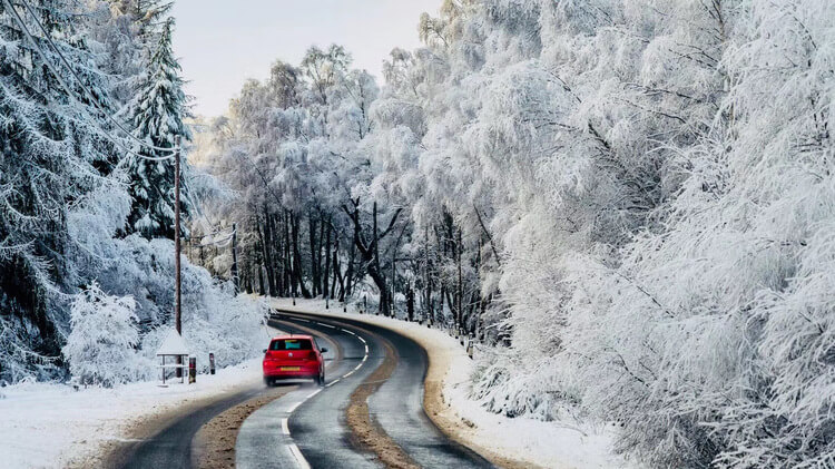 雪松风光